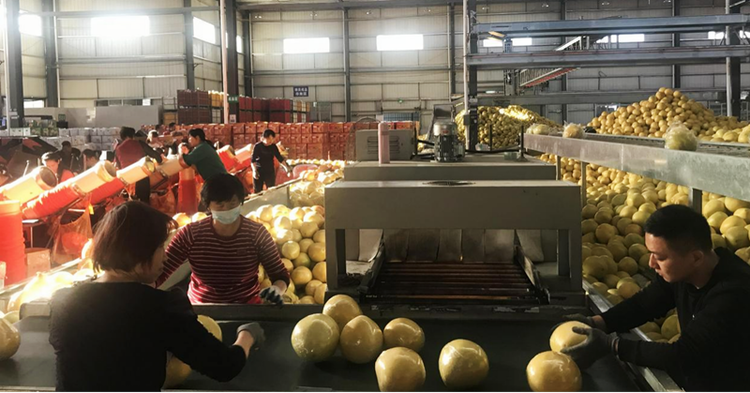 漳州平和琯溪蜜柚出口美国芝加哥_fororder_图片2