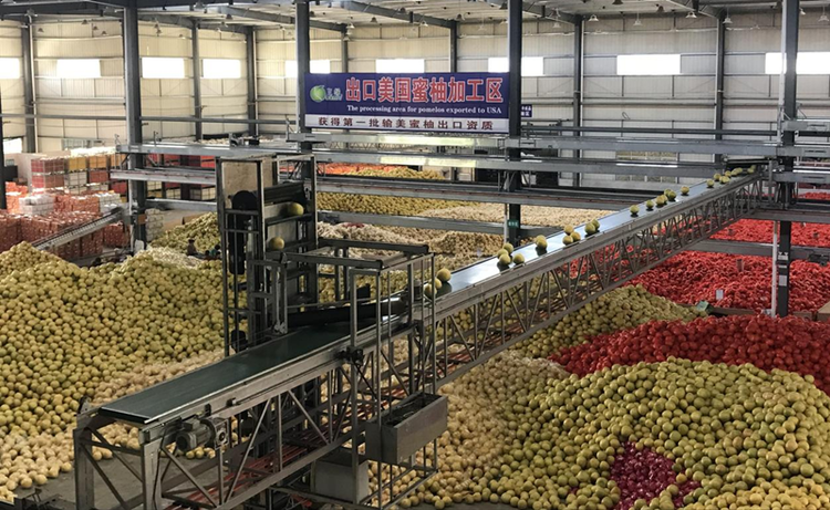 漳州平和琯溪蜜柚出口美国芝加哥_fororder_图片3