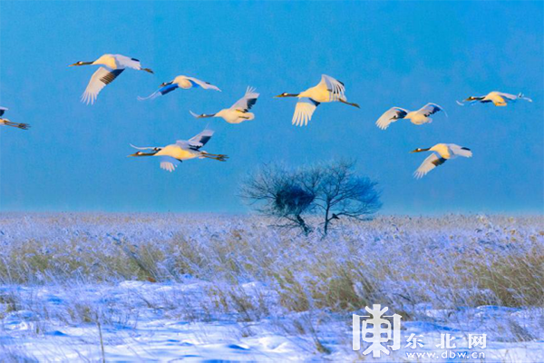 冰雪旅游线路的N种玩法