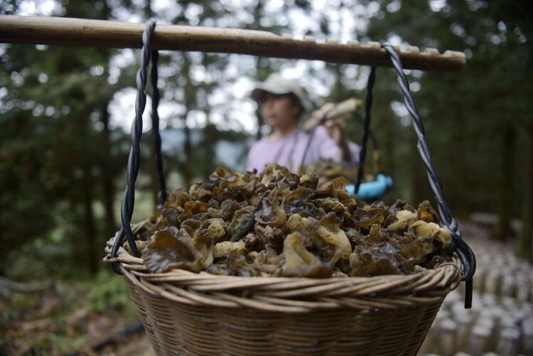 巩固拓展脱贫攻坚成果|告别苦瘠 再启新程——中国最后九个脱贫县巩固振兴周年观察
