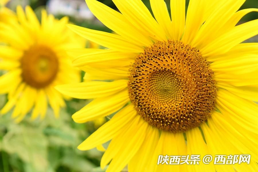 陕南小镇向日葵花开成海 吸引游客前往