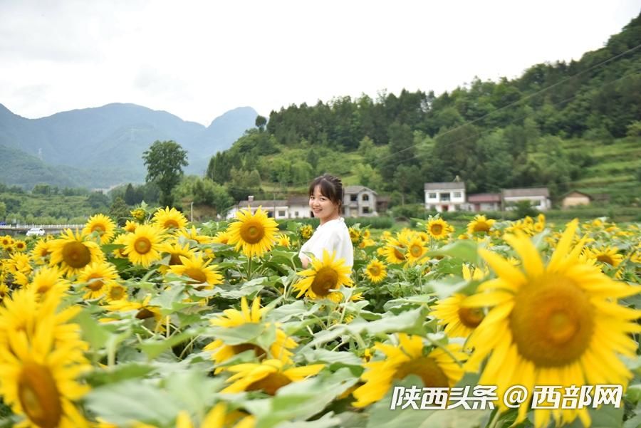 陕南小镇向日葵花开成海 吸引游客前往