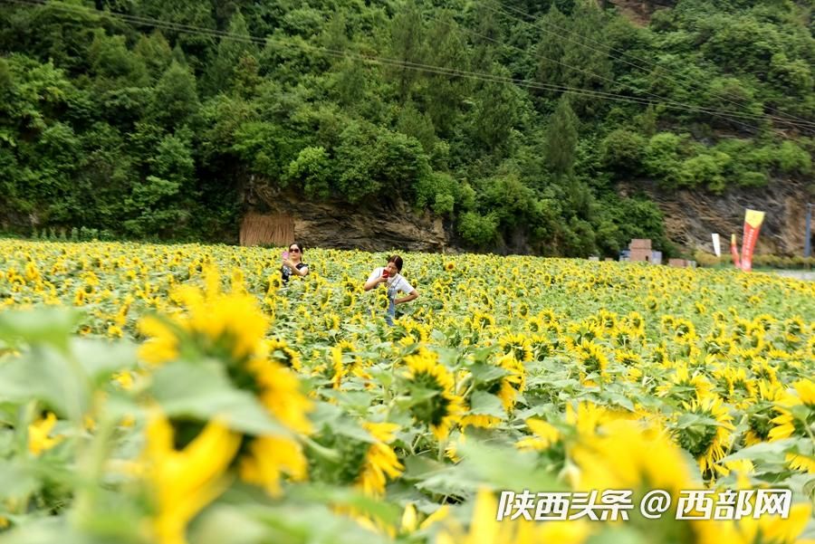 陕南小镇向日葵花开成海 吸引游客前往