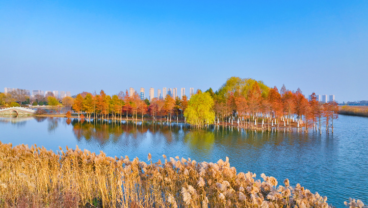 美丽江苏·每日一景丨东海西双湖：斑斓冬景生态美