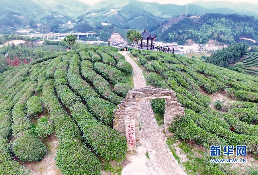 福建省今年前4个月出口茶叶7726吨 同比增长8.7%