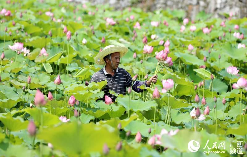 广西三江：荷花飘香引客来