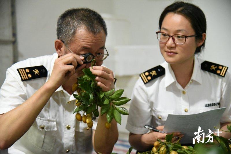 “夜发朝至”走出国门，增城特色黄皮空降加拿大