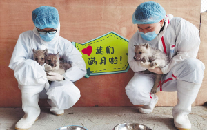 黑龙江省首例！极地馆北极狼三胞胎满月啦