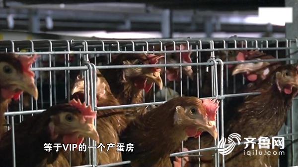 【科技-文字列表】【走遍山东-德州】（页面标题）德州“VIP产蛋房”每年提供鲜蛋6.5亿枚（内容页标题）德州“VIP产蛋房”每年提供优质鲜蛋6.5亿枚