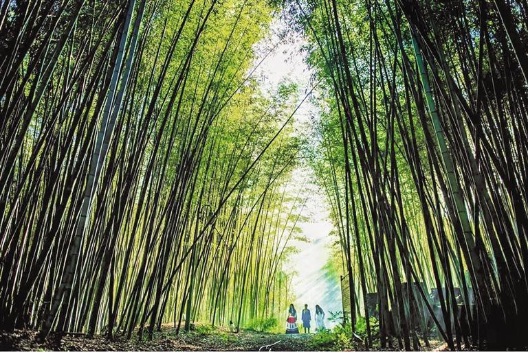 （中首）六盘水盘州市：大洞竹海冬景美_fororder_中首