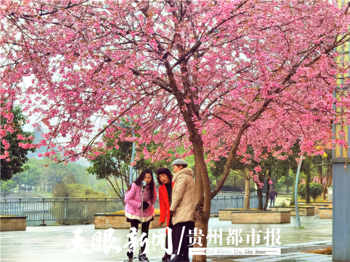 （中首）冬季到兴义赏花 感受姹紫嫣红