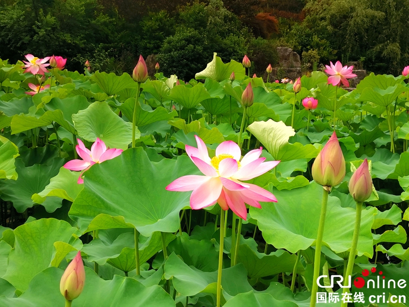 铜仁碧江：荷花盛开美如画（组图）