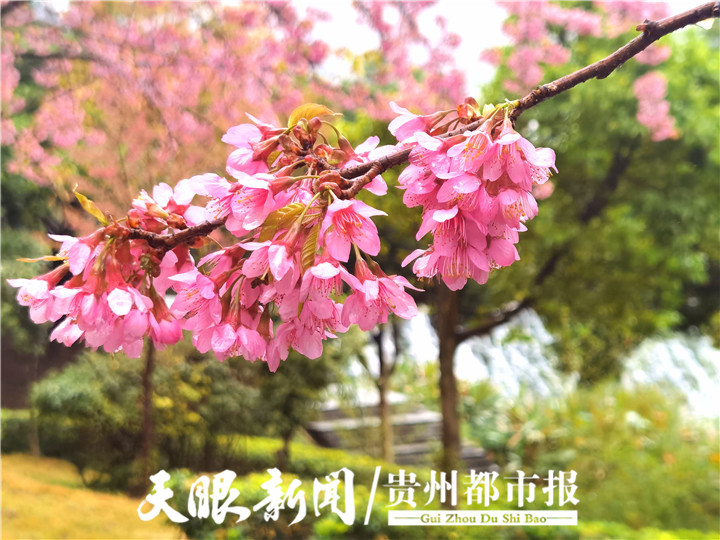 （中首）冬季到兴义赏花 感受姹紫嫣红
