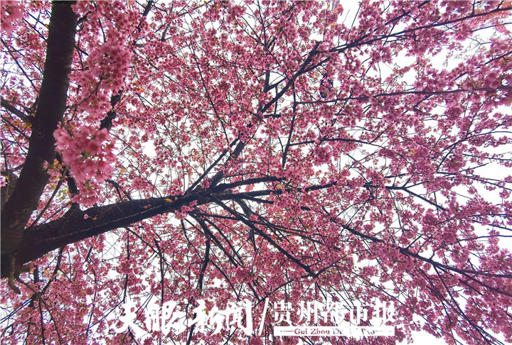 （中首）冬季到兴义赏花 感受姹紫嫣红