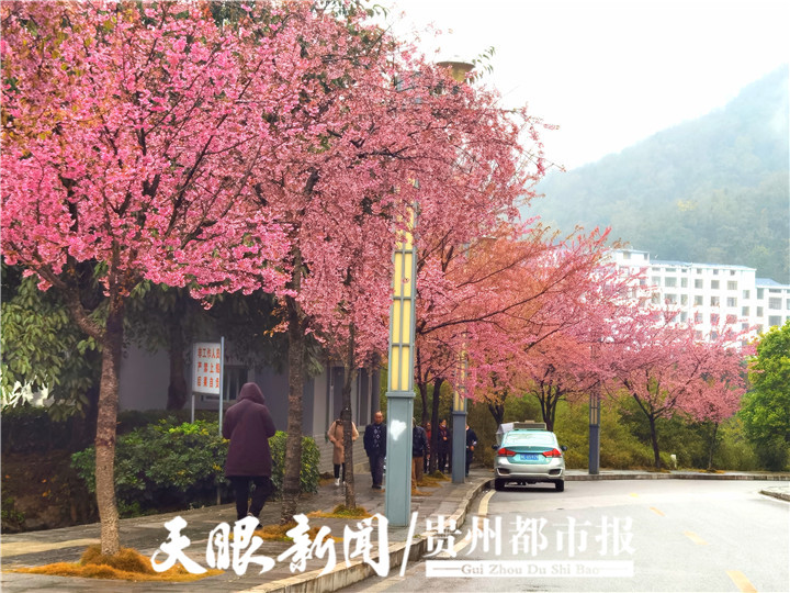 （中首）冬季到兴义赏花 感受姹紫嫣红