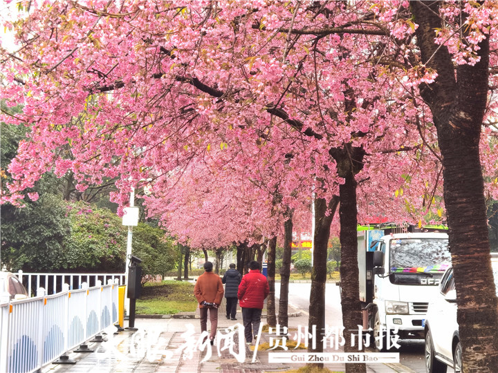 （中首）冬季到兴义赏花 感受姹紫嫣红