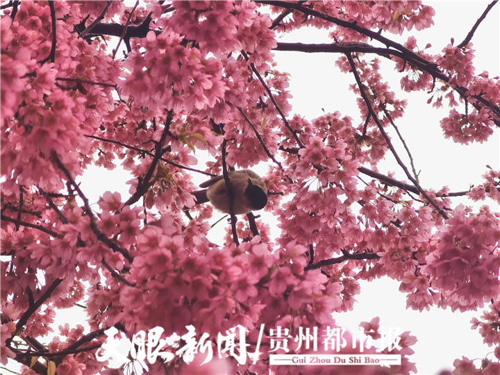 （中首）冬季到兴义赏花 感受姹紫嫣红
