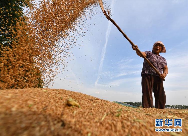 不寻常的耕耘，不一般的收获——我国夏粮主产区夏收观察