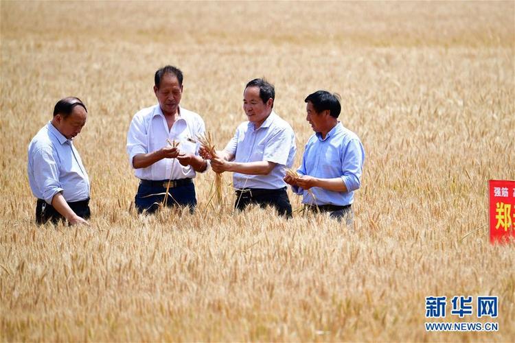 不寻常的耕耘，不一般的收获——我国夏粮主产区夏收观察