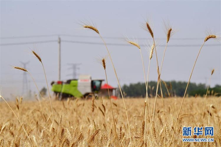 不寻常的耕耘，不一般的收获——我国夏粮主产区夏收观察