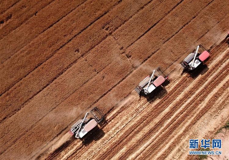 不寻常的耕耘，不一般的收获——我国夏粮主产区夏收观察