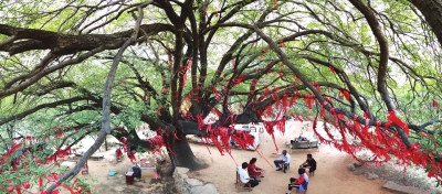 【旅游资讯-图片】禹州黄沟村藏深山古树引客来