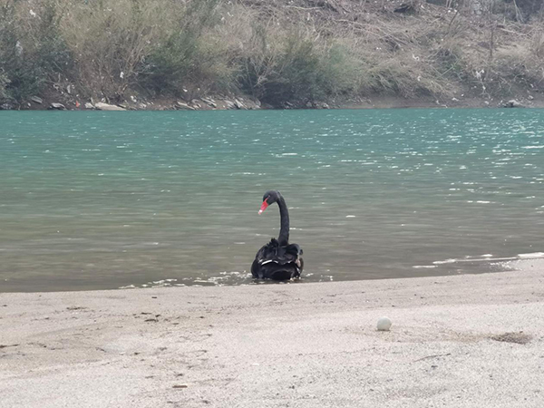 广元旺苍：生态环境持续改善 黑天鹅造访汉王山东河湿地保护区_fororder_黑天鹅戏水