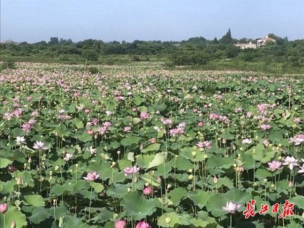 新鲜莲子为何只扎堆街头？莲产业中的“抢鲜”生意商家做不起