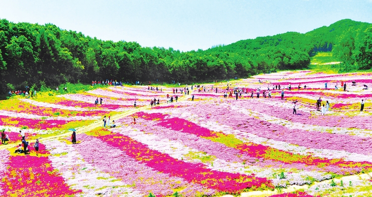 白山市浑江区鲜花大面积开放 吸引游人纷至沓来