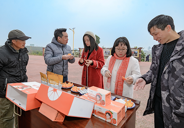 （待图）新春走基层|走进内江资中血橙之乡 标准化战略助推乡村振兴发展_fororder_9品尝血橙（摄影-廖志全）