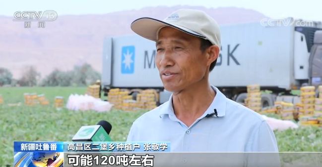新疆吐鲁番：哈密瓜如期上市 甜蜜热销各地