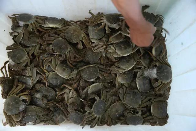 好蟹爬上餐桌，蟹都汇大闸蟹即日起领鲜上市！
