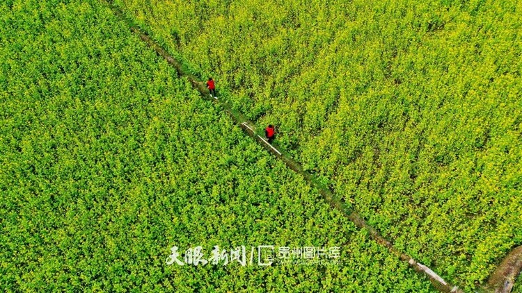 （中首）黔东南榕江：油菜花开乡村如画