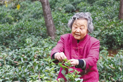执着于“南茶北移”六十载 张淑珍——上山下田 商南茶香