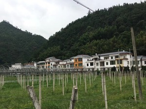 图片默认标题