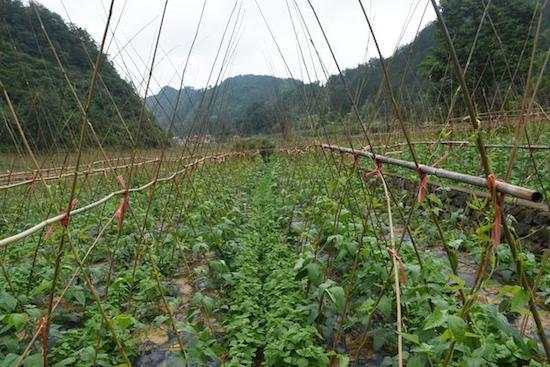 黔南州平塘县卡蒲毛南族乡“三强三促”奔小康