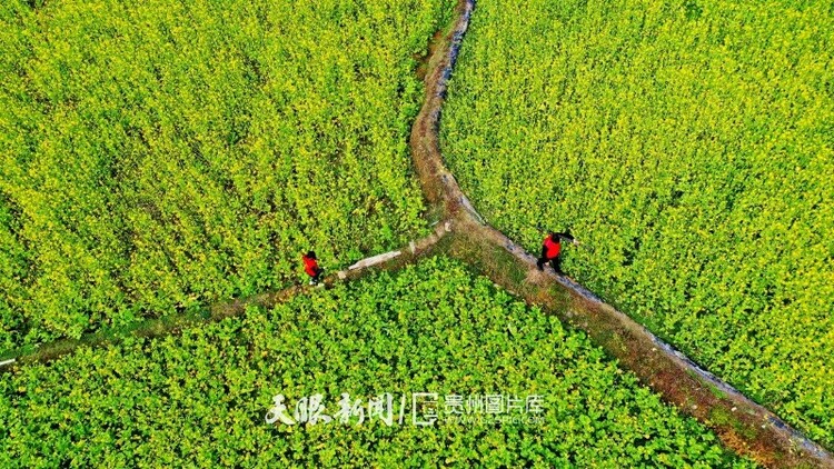 （中首）黔东南榕江：油菜花开乡村如画