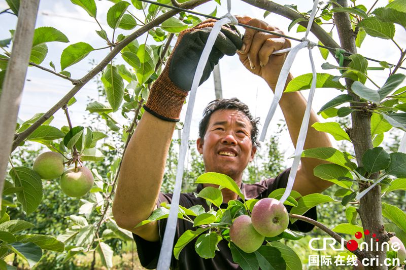 （罗大富为贵州频道特约摄影师）贵州毕节威宁：产业发展助力乡村振兴（组图）