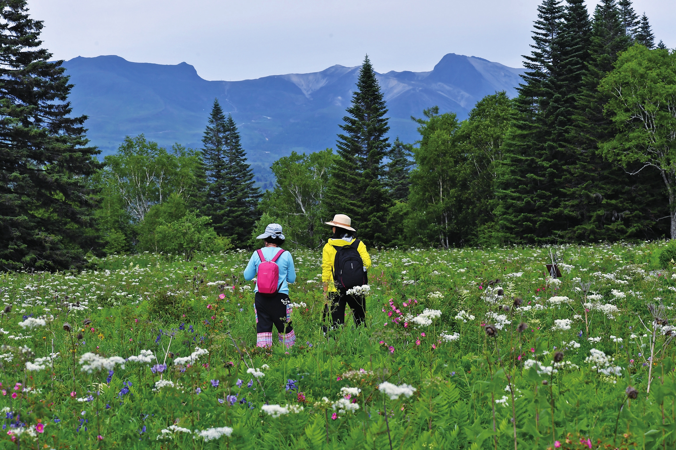 长白山高山花园又到山花烂漫时