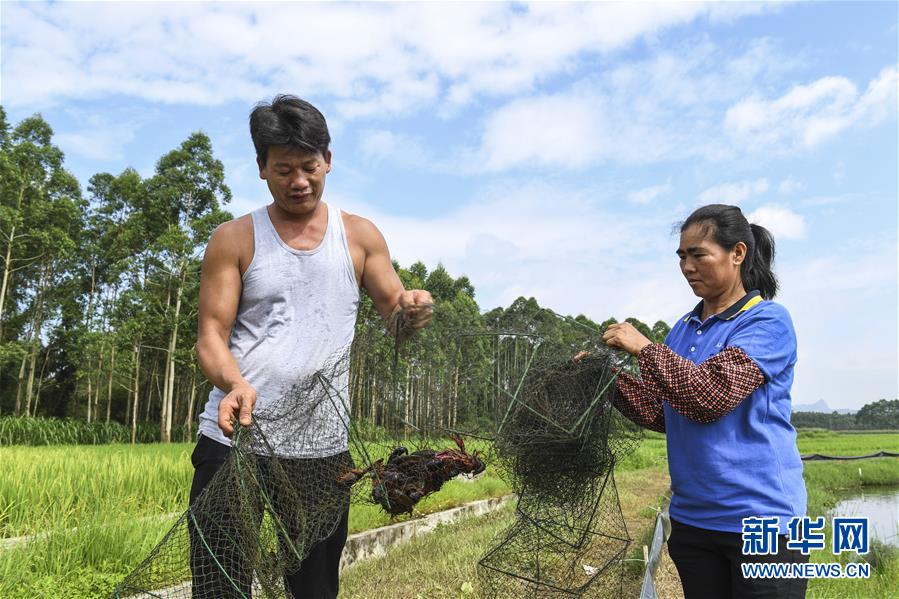 广西武宣：稻虾轮作助农增收