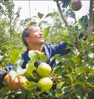 呵护致富果