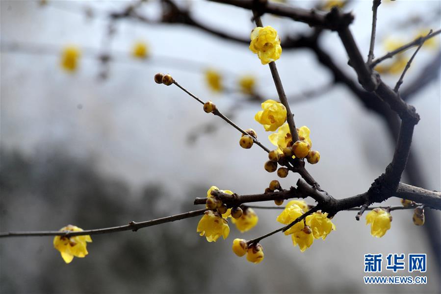 苏州网师园腊梅绽放
