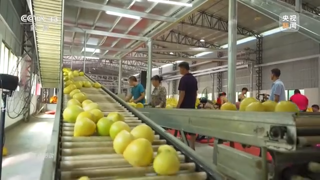焦点访谈丨农业：走上高质量发展之路