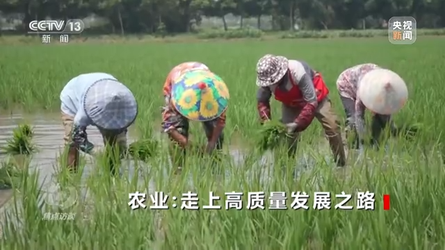 焦点访谈丨农业：走上高质量发展之路