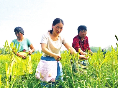 【河南好项目-图片】民权的“致富之花”