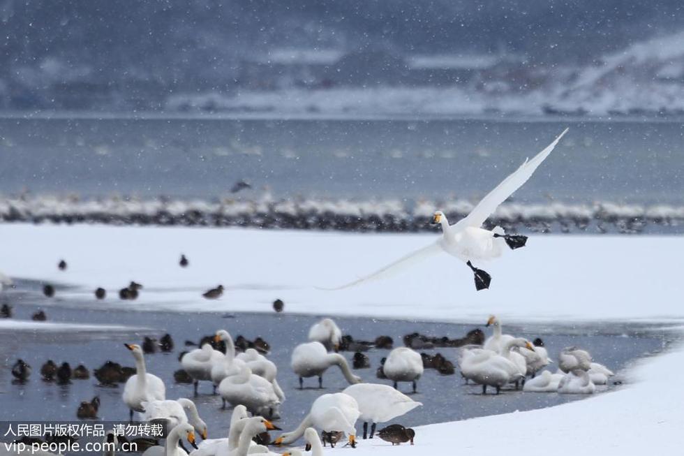 山东荣成：雪中天鹅惹人醉