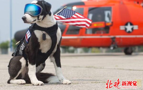 机场驱鸟犬走红 最萌勤务犬驱赶闯入机场跑道的不速之客
