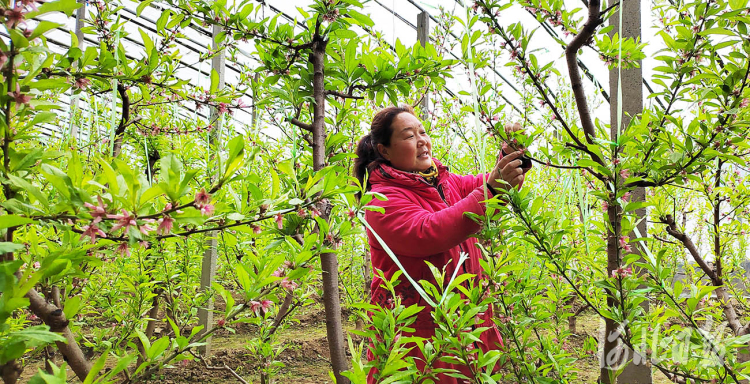 河北南和：人勤春来早 蟠桃花满枝
