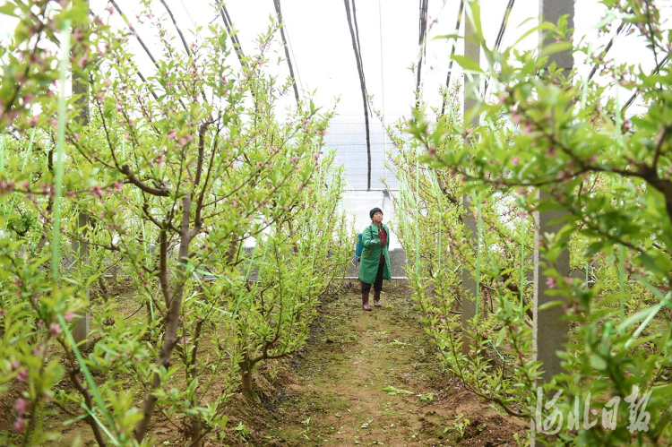 河北南和：人勤春来早 蟠桃花满枝