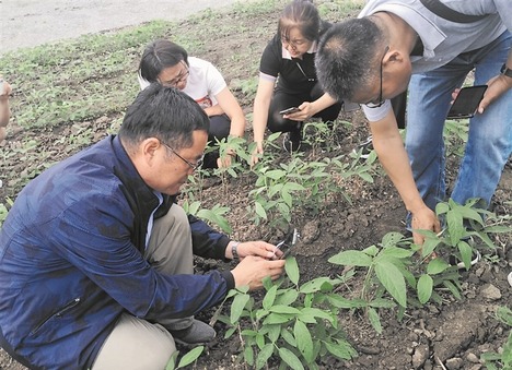 平均亩产超250公斤 黑河“伙伴行动”测产数据 给我们哪些启示？
